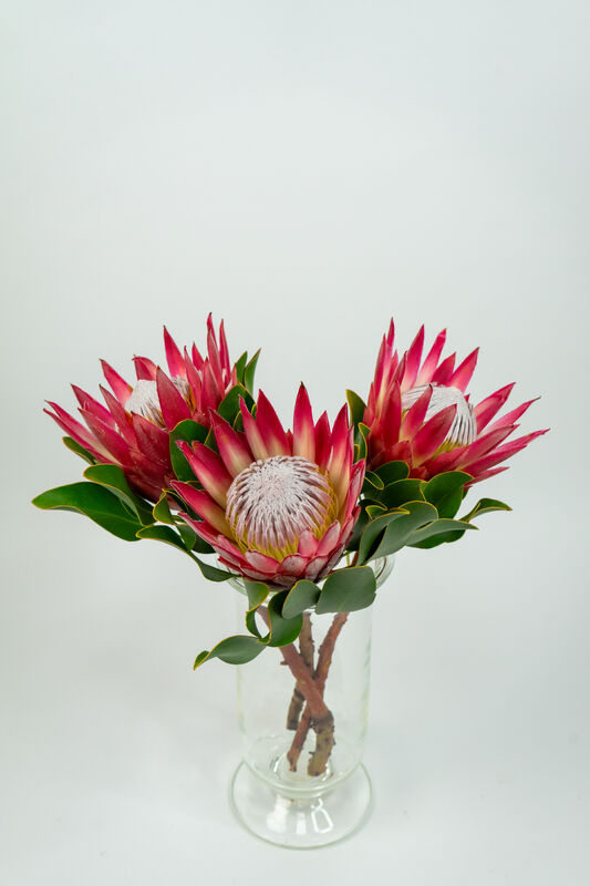 Protea Flower