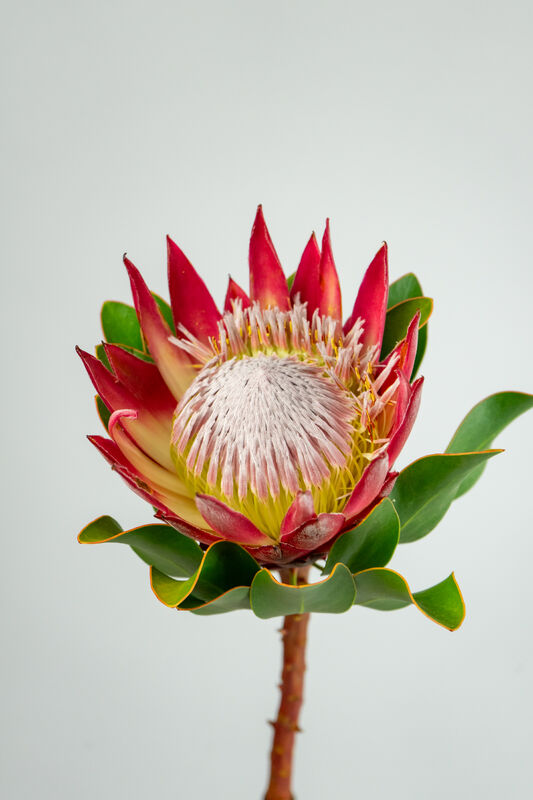 Protea Flower