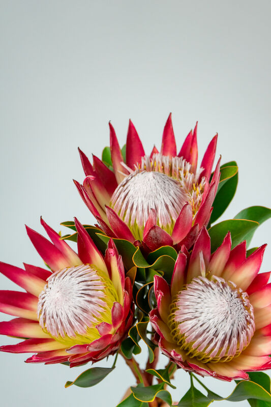 Protea Flower