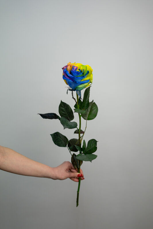 Rose Mondial