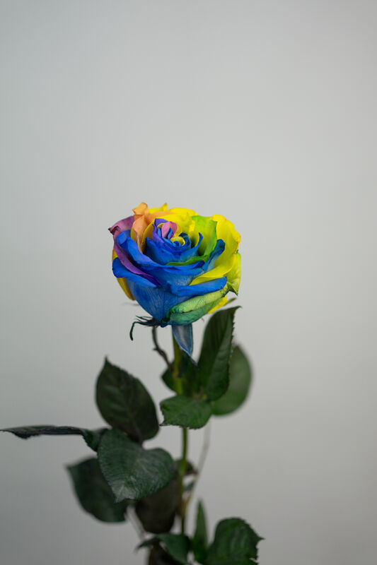Rose Mondial