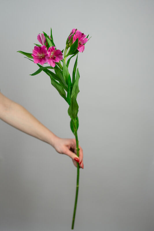 Red Alstroemeria