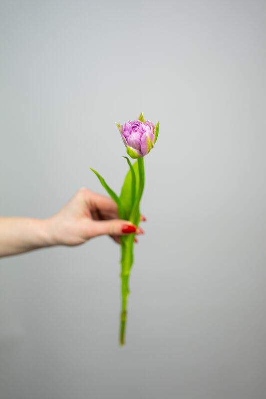 Lavender Peony Tulip