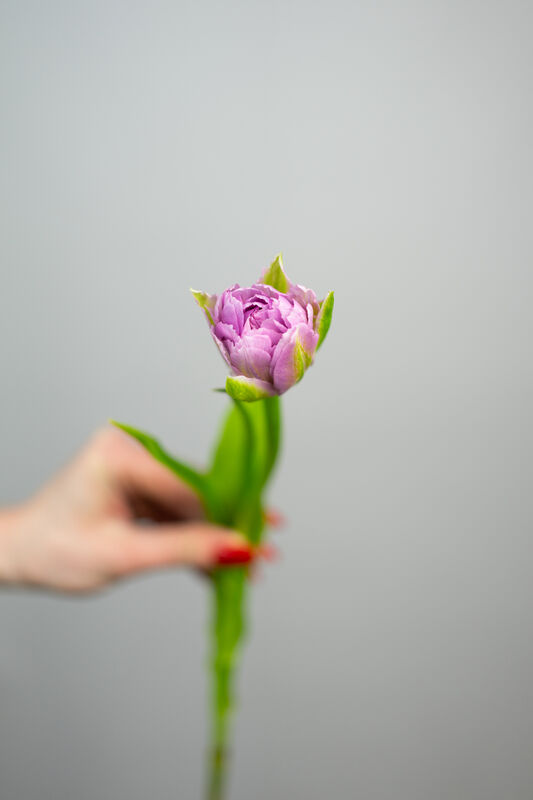 Lavender Peony Tulip