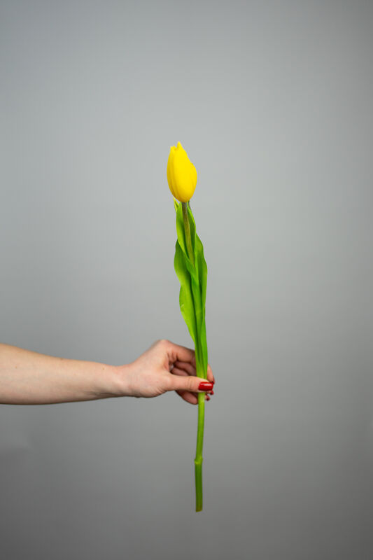 Yellow Tulip
