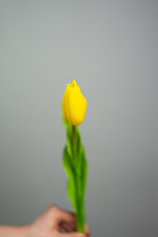 Yellow Tulip