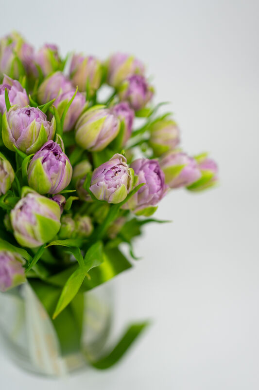Tenderness of Spring