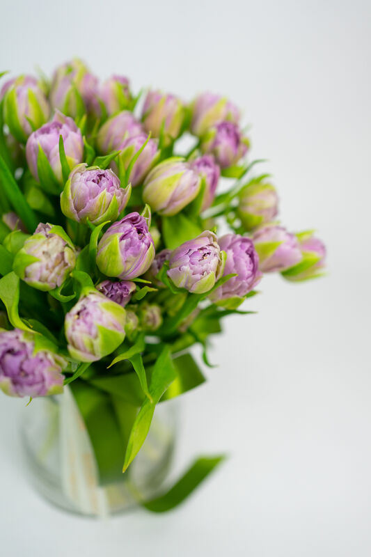 Tenderness of Spring