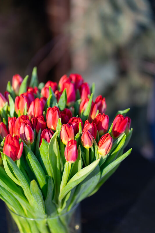 Red Tulip