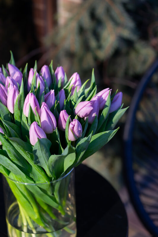 Lavender Tulip