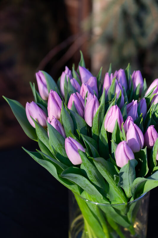 Lavender Tulip
