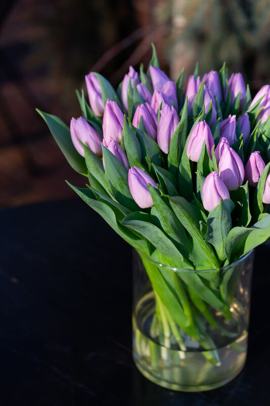 Lavender Tulip