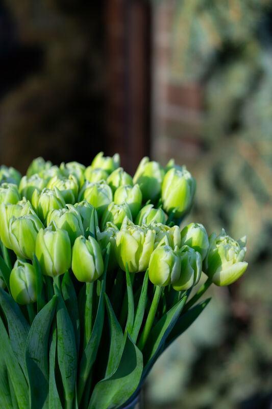 Peony Tulip