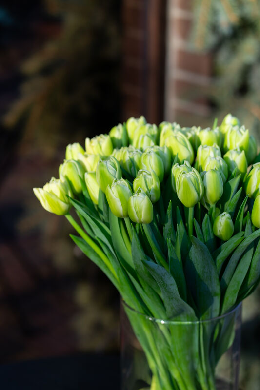 Peony Tulip