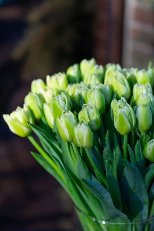 Peony Tulip