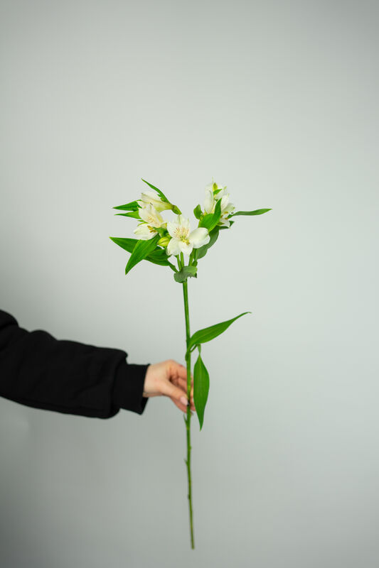 Red Alstroemeria