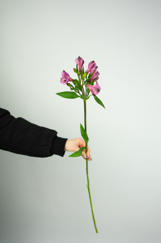Red Alstroemeria