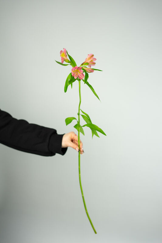 Red Alstroemeria
