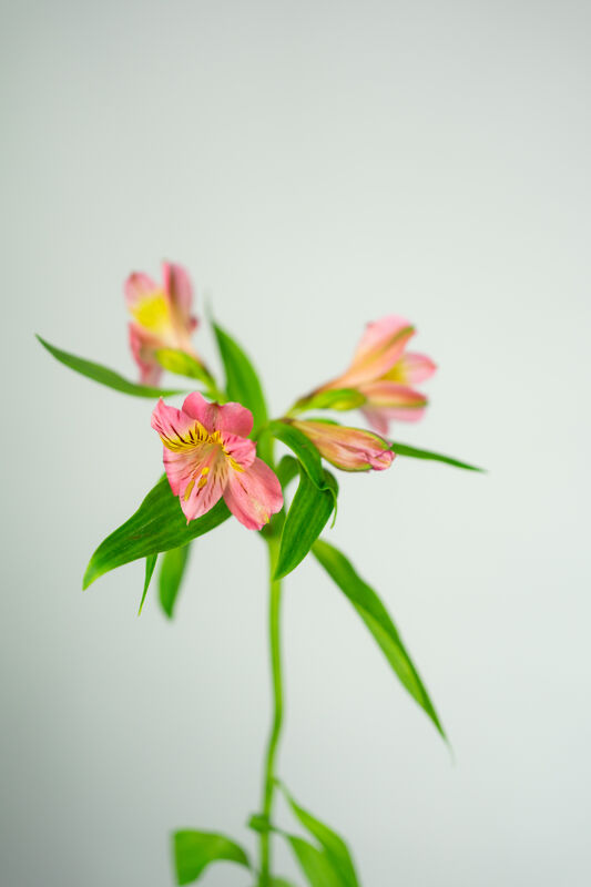 Pink Alstroemeria