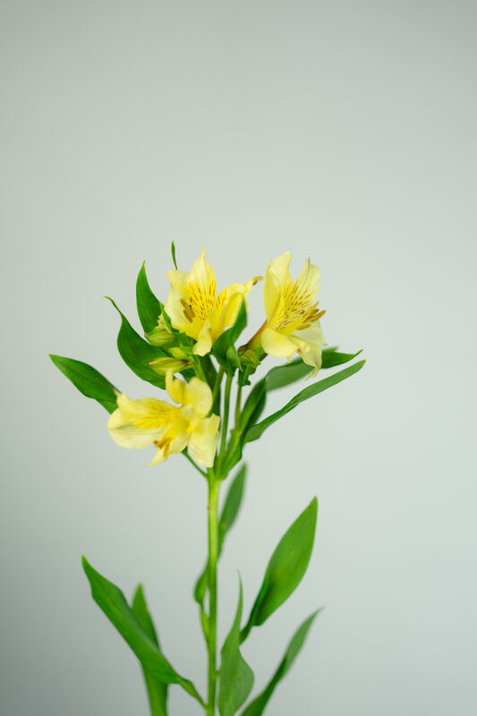 Pink Alstroemeria
