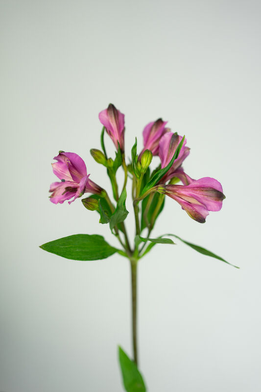 Pink Alstroemeria