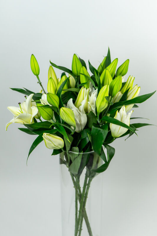 Royal Lily