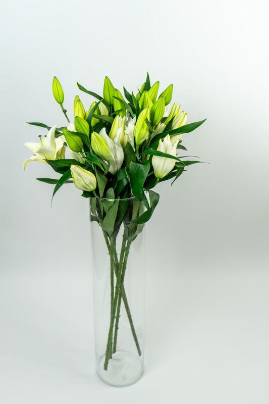 Royal Lily