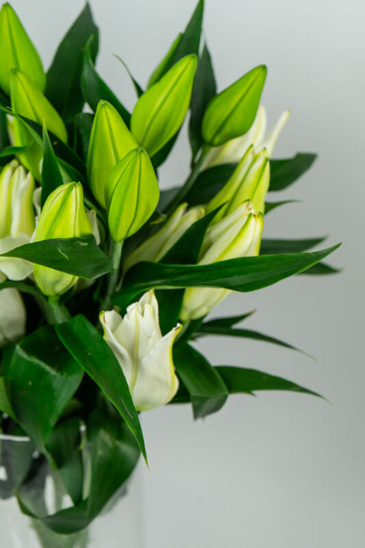Royal Lily