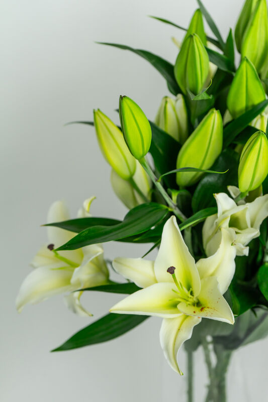 Royal Lily
