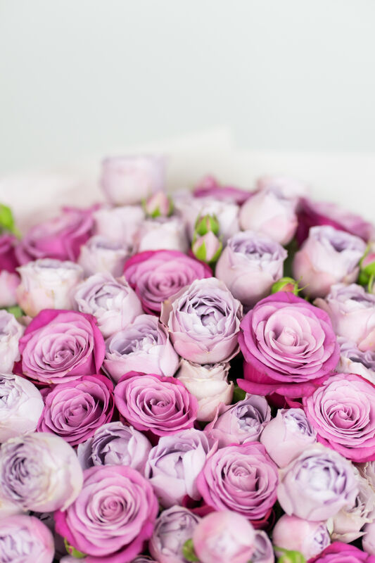 Lavender Tenderness