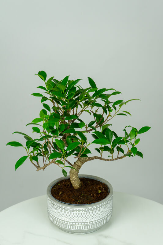 Bonsai