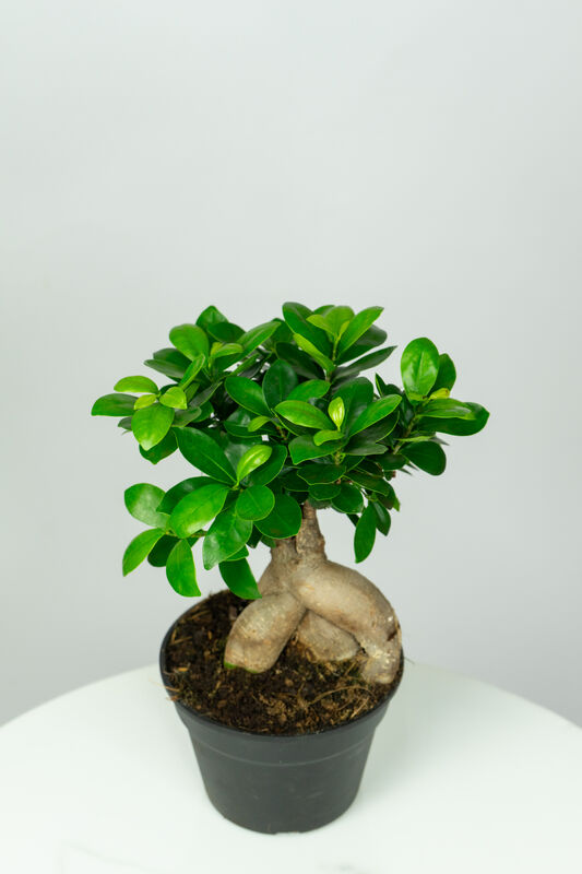Ficus Bonsai