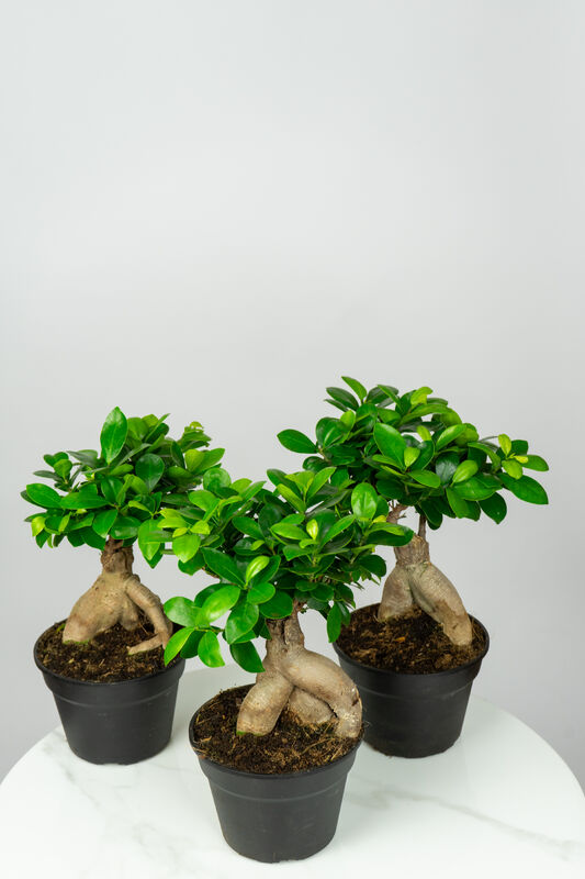 Ficus Bonsai