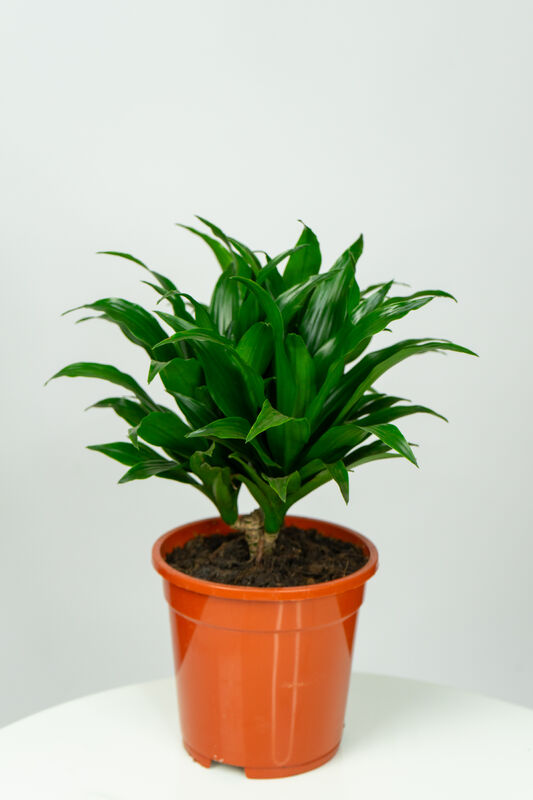 Dracaena