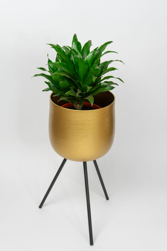 Dracaena