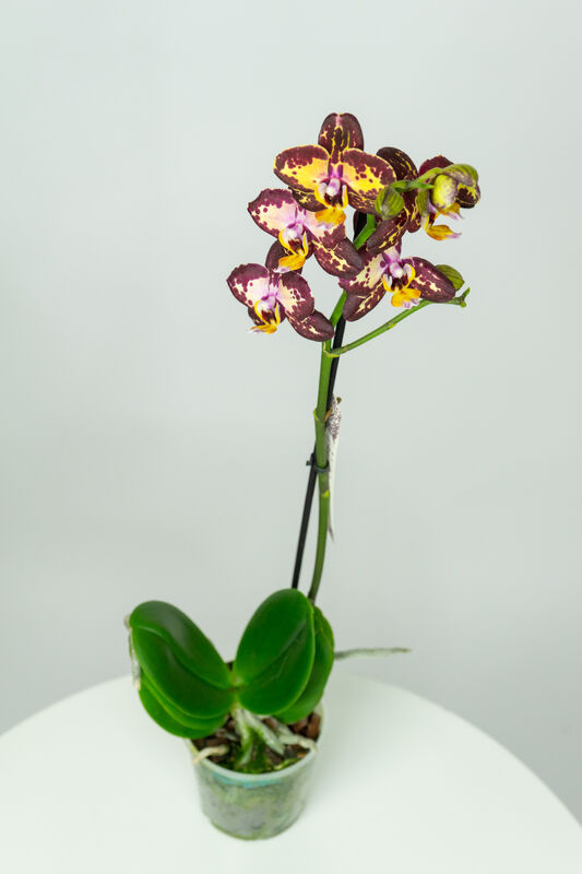Flower Orchid