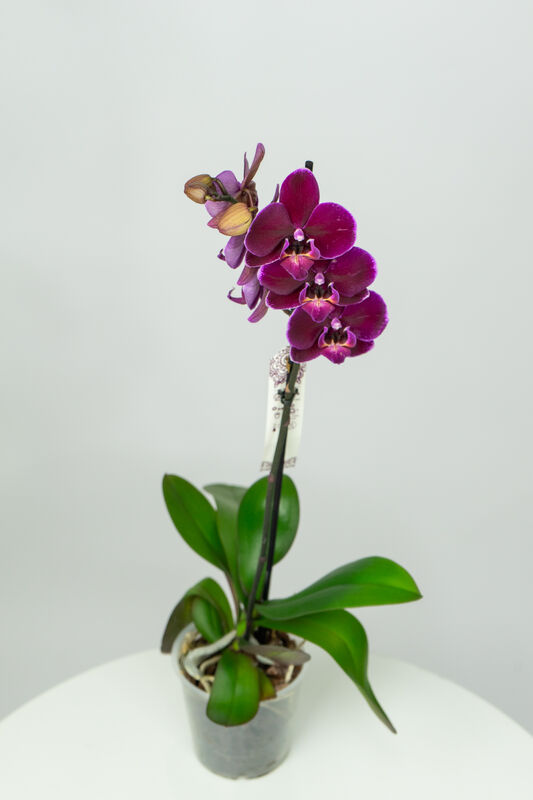 Flower Orchid