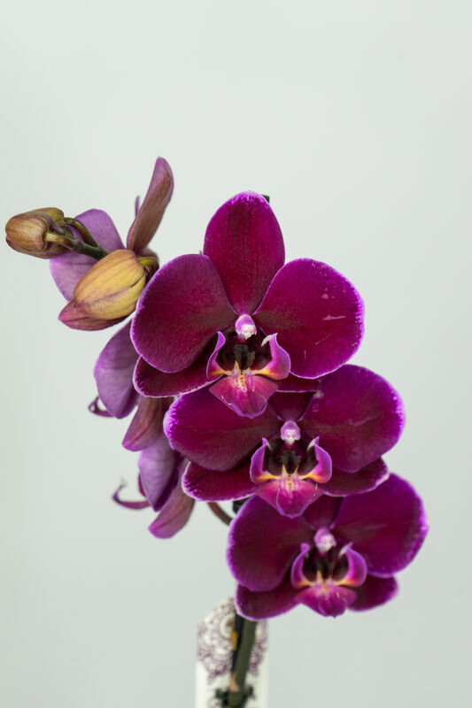 Flower Orchid