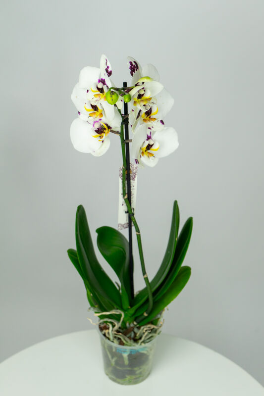 Flower Orchid