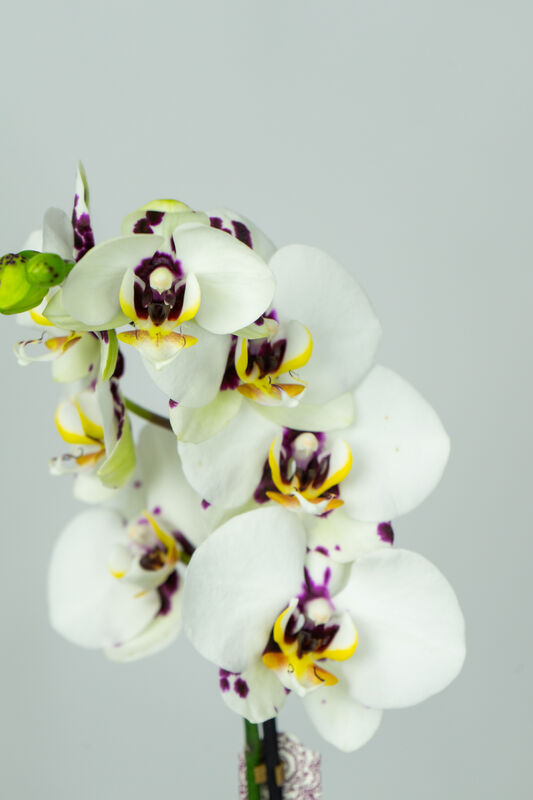Flower Orchid