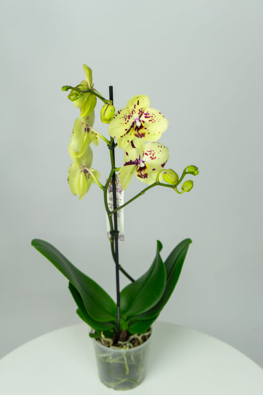 Flower Orchid