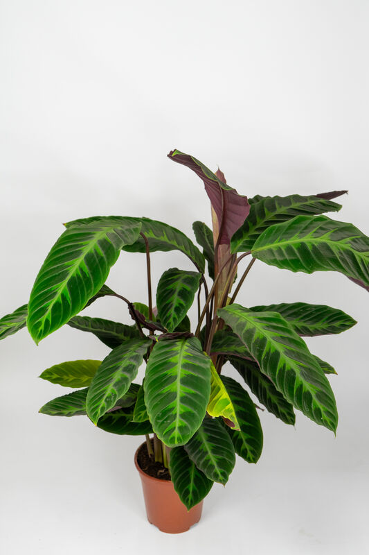 Calathea