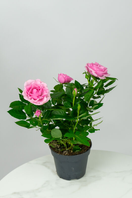 Rose in Pot
