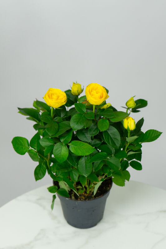Rose in Pot