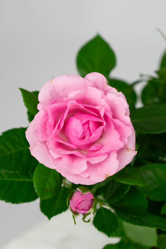 Rose in Pot