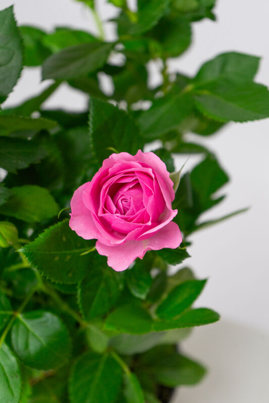 Rose in Pot