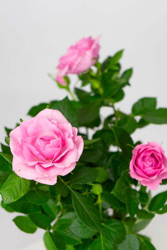 Rose in Pot