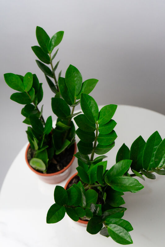 Zamioculcas Flower