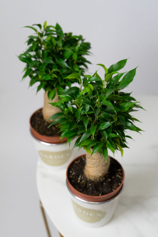 Ficus Natalia in Pot