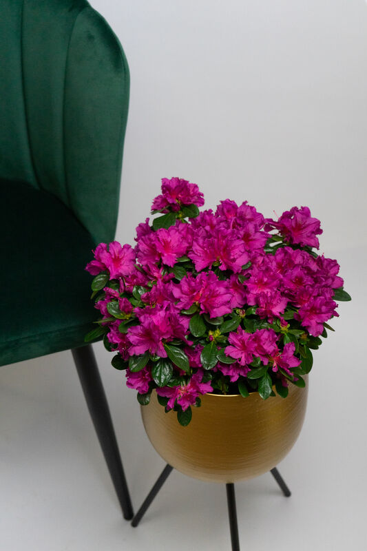 Azalea